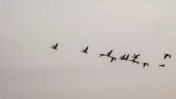 a flock of geese are flying in formation in the sky .