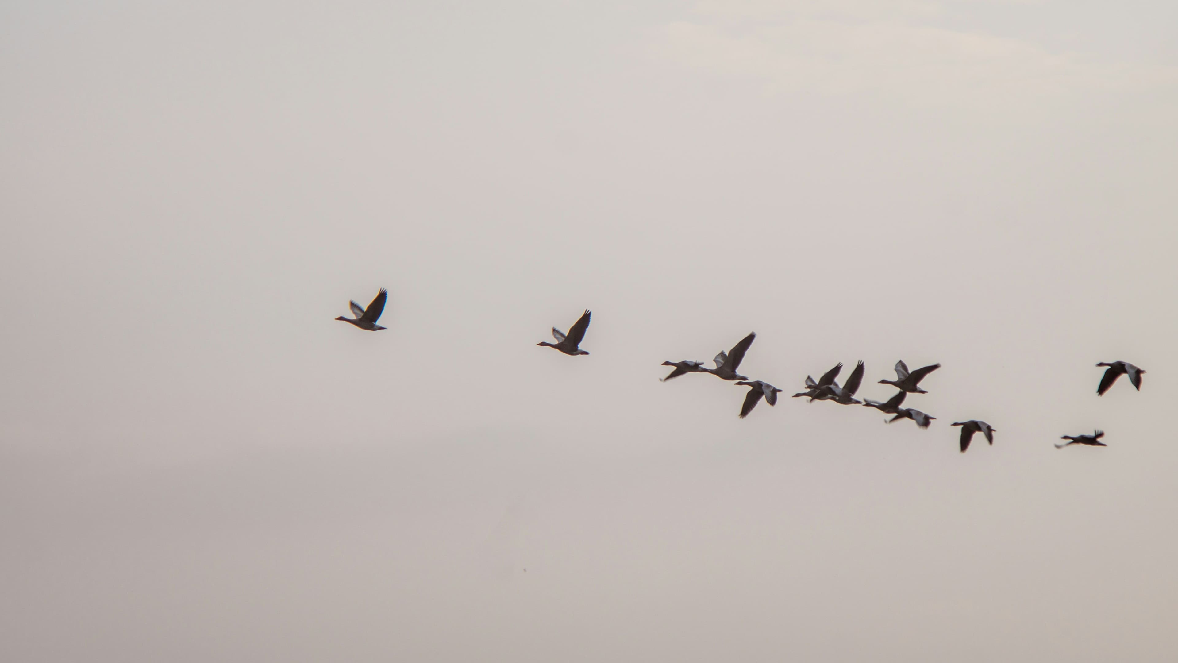 a flock of geese are flying in formation in the sky .